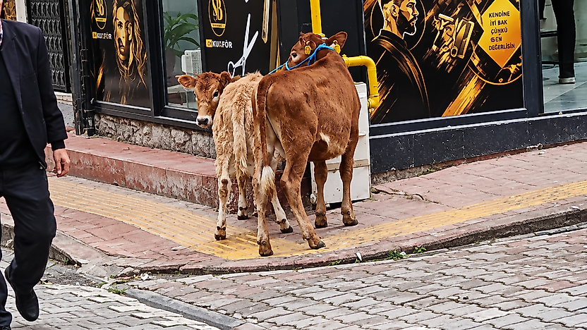 Salıpazarı'nda Hayvanlar Doğal Gaz Borusuna Bağlandı!