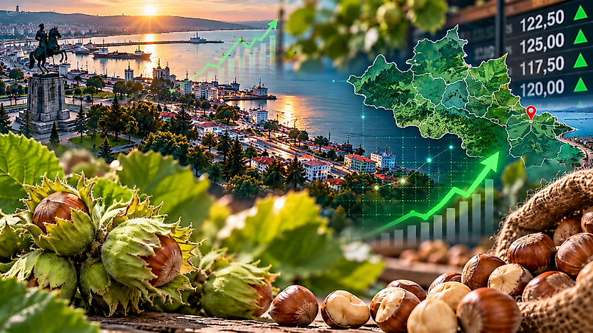 Samsun'da Fındık Fiyatları 26 Ekim: İlçe İlçe Son Durum