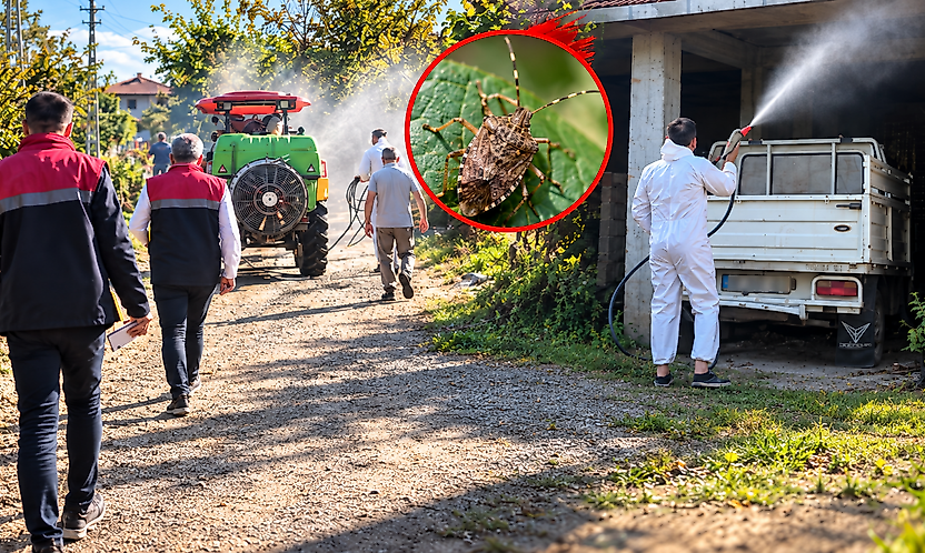 Çarşamba'da kahverengi kokarca alarmı! İlaçlama başladı