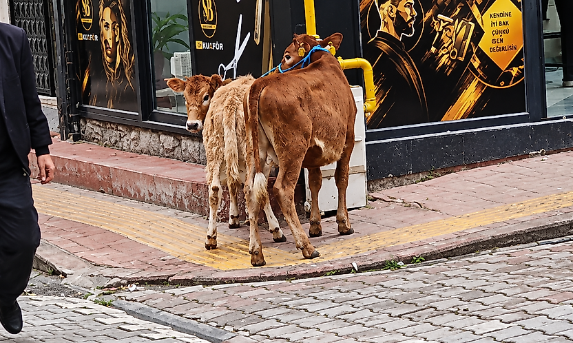 Salıpazarı'nda Hayvanlar Doğal Gaz Borusuna Bağlandı!