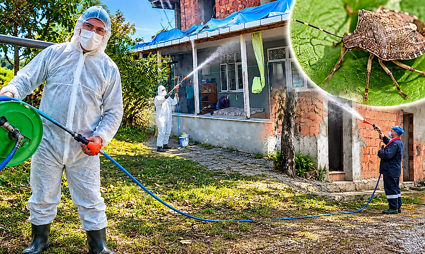 Salıpazarı'nda Kahverengi Kokarcaya Karşı İlaçlama Sürüyor