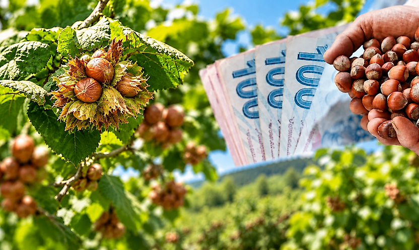 Samsun'da Fındık Fiyatları Çakıldı! İşte Güncel Rakamlar